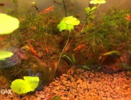 70+ grade A shrimps and 25 tuxedo koi gupp...