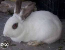 Ø°ÙƒØ± Ø§Ø±Ù†Ø¨ Male Rabbit