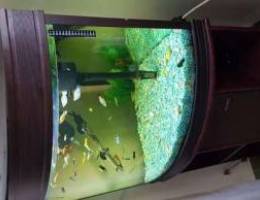 Aquarium 85L with full equipment and stand