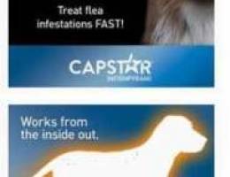 dogs flea and tick, capstar,nexgard