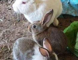 Holland and french rabits for sale aged fr...