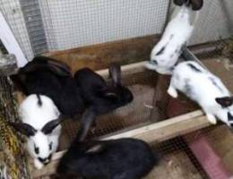 Giant French papillon rabbits