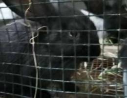 Giant Black French rabbits