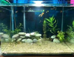 aquarium for sale