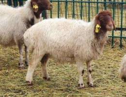 Best place to order Awassi sheep Online