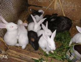 Rabbits Ø£Ø±Ø§Ù†Ø¨ for sale