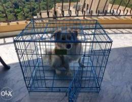 Foldable cage for dogs and pets