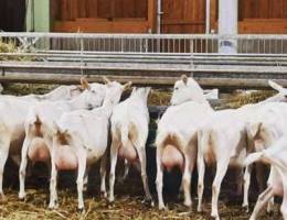 White saanen goats for sale