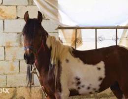 Ø­ØµØ§Ù† ÙØ­Ù„ horse for sale