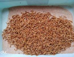 Ø¯ÙˆØ¯ Ù‚Ø¨Ø§Ø¨ÙŠ mealworm