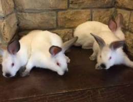 California rabbit for sale