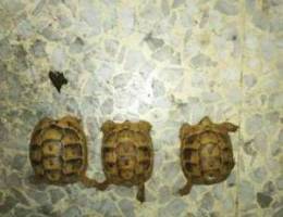 Smal turtles