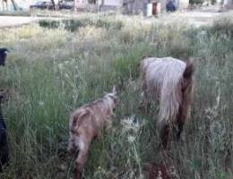 Ø¹Ù†Ø²Ø© Ù‚Ø¨Ø±ØµÙŠØ© Ø¨Ø§Ø¨ Ø§ÙˆÙ„ Ù†Ø®Ø¨ Ø¨Ù„Ø­Ù„ÙŠØ¨ ÙˆØ±Ø§Ù‡Ø§ Ø¯ÙƒØ± Ø³...