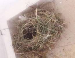 Birds nest Ø¹Ø´ Ø¹ØµØ§ÙÙŠØ±