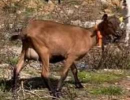 Alpine goat for sale