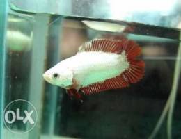 red dragon female halfmoon betta