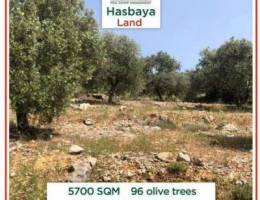 Spacious land in Hasbaya for sale with 96 ...