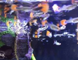 pure tuxedo koi guppies (pair 125.000)