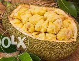 Jack fruit 90,000 L. L. Ø¬Ø§Ùƒ ÙØ±ÙˆØª