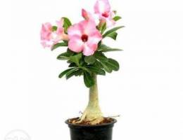 obesum desert rose bonsai