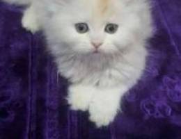 White kitten