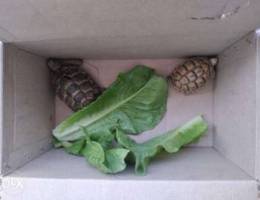 Small and medium turtles for sale