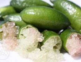 Lime caviar 80,000 L. L. Ø­Ø§Ù…Ø¶ ÙƒØ§ÙÙŠØ§Ø± Ø´Ø¬Ø±