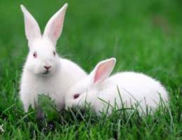 Rabbits for sale