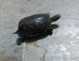 Turtle Ø³Ù„Ø­ÙØ§Ø© Ù„Ù„Ø¨ÙŠØ¹ 60000Ù„ÙŠØ±Ù‡