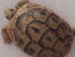 Turtles sizes large and medium and small f...