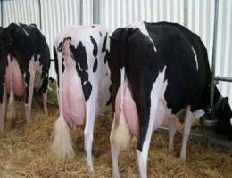 Dairy Cattle Live pregnant friesian holste...