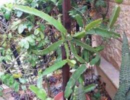 Dragon Fruit - Different Sizes