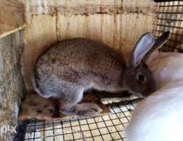 Giant Belgium rabbits