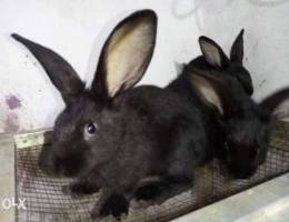 Giant Holland rabbits