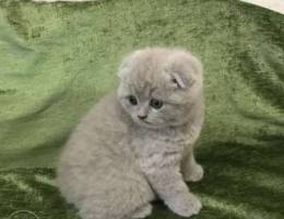 Gorgeous lilac kitty! Scottish fold. Odess...