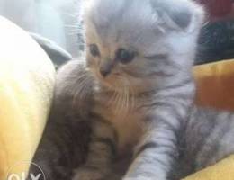 I will sell kittens SCOTTISH-FOLD (Scots)