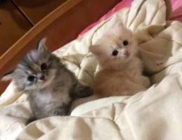 persian kittens