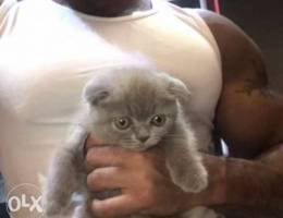 Scottish fold different color purebred