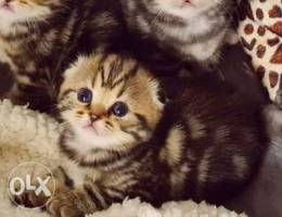 Golden tabby scottish fold