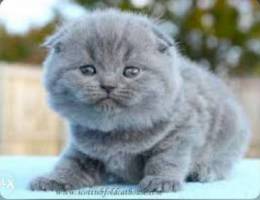 Scottish fold female