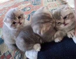 SCottish Kittens