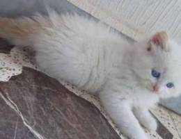 White kittens