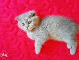 Scottish fold female 2 months healthy and ...