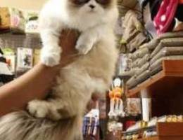 ragdoll cat for sale