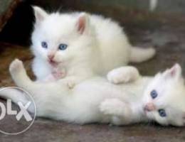 2 male pure Angora kittens for sale