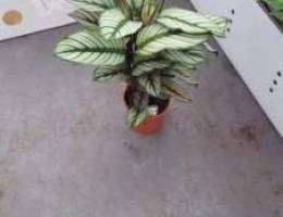 Calathea Majesitca