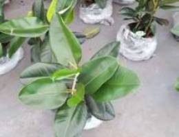 Rubber plant