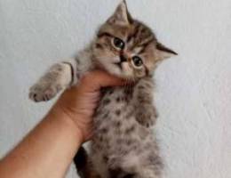 For sale British tiger kitten gold color (...