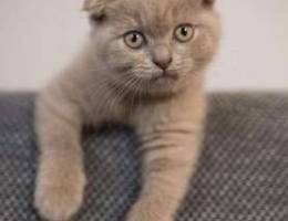 Creamy scottish fold