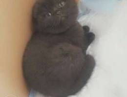 Scottish fold dark brown